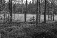 Finnskogen