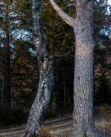 Helsingset
