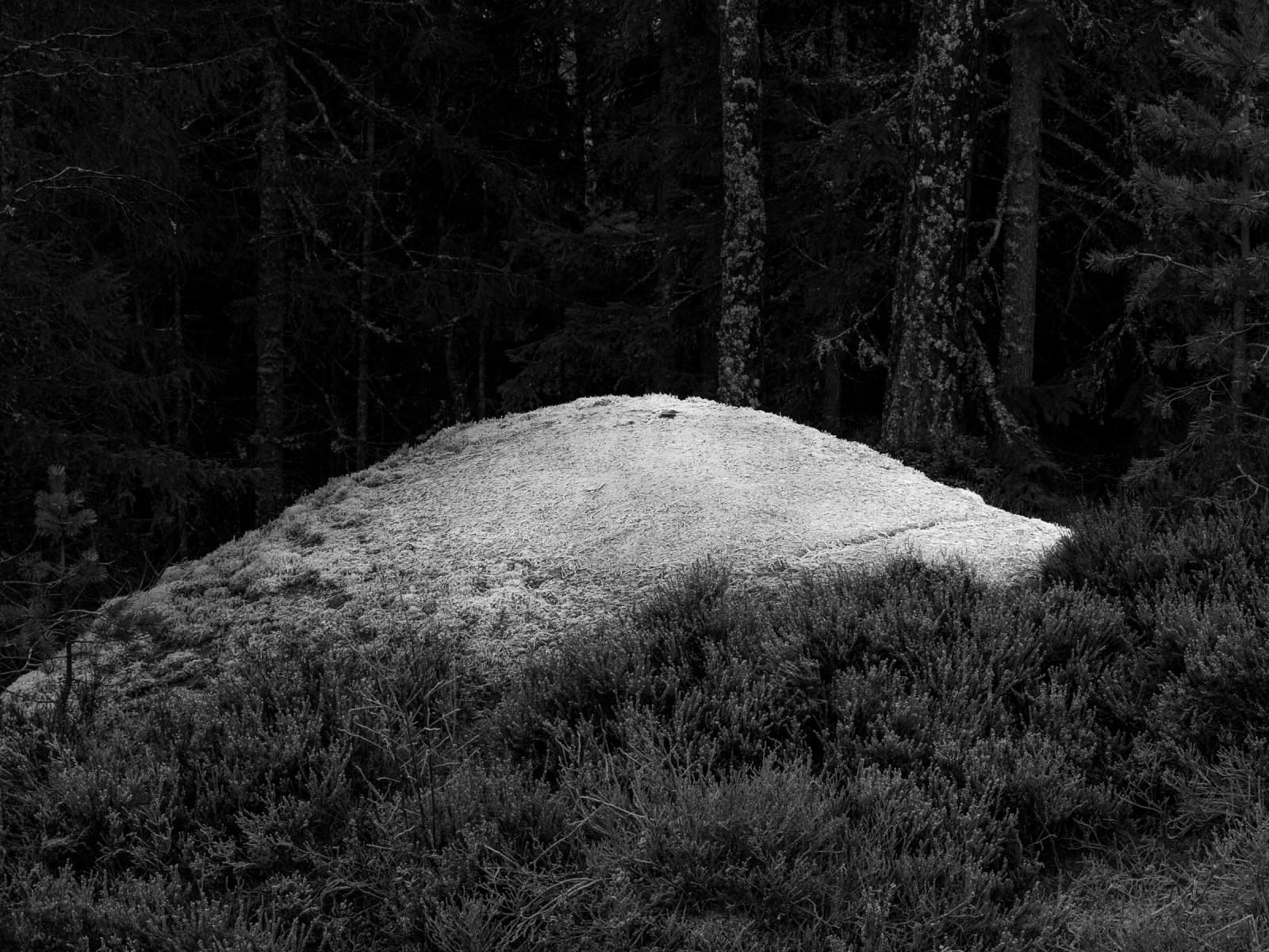 "Stein i skogen" (2025)